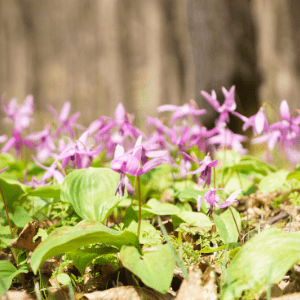 Corydalis Yanhusuo- In India for Pain Management and chronic neuropathic pain