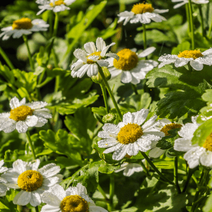 Tanacetum Parthenium Feverfew in India