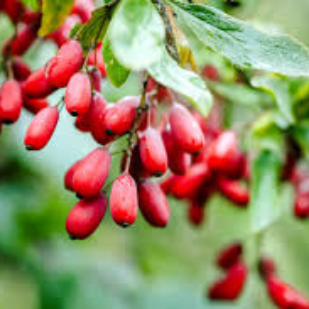 Glycoherb- Berberine for diabetes