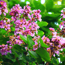 HealthRoots- Banaba in Glycoherb for diabetes treatment