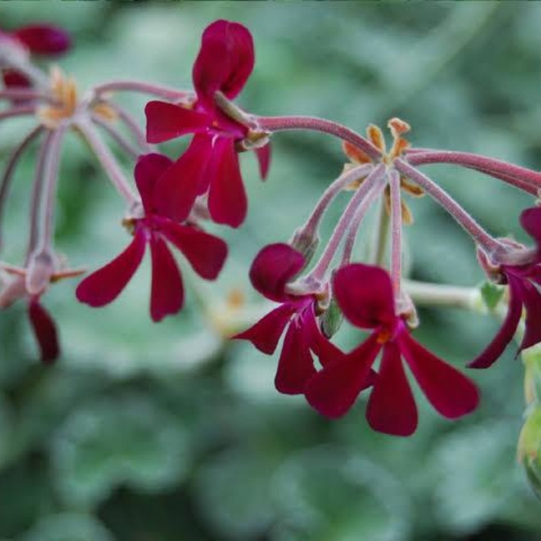 HealthRoots-Pelargonium Sidoides for cold sinusitis cough bronchitis