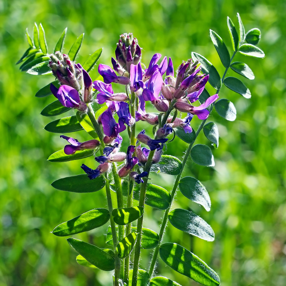 Astragalus-membranaceus-in-india-Healthroots